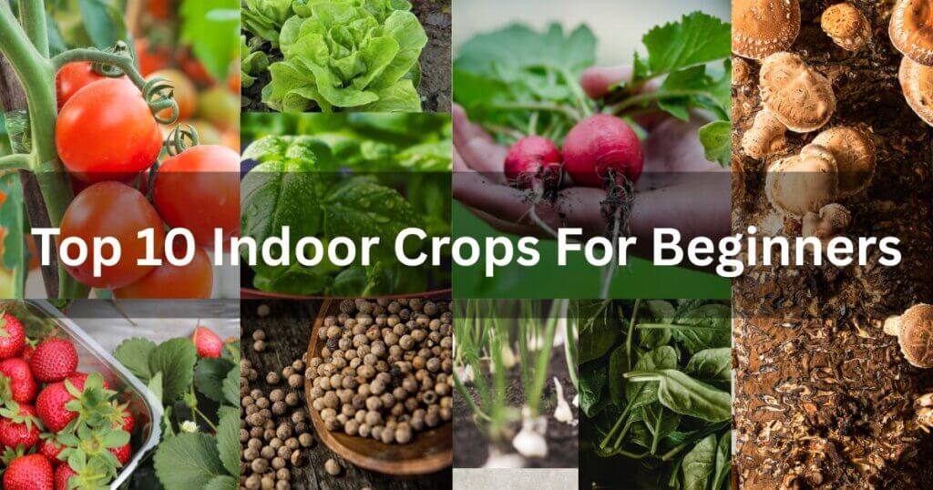 Top 10 Indoor Crops for Beginners