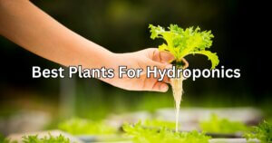 Best Plants for Hydroponics