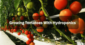 Growing Tomatoes with Hydroponics