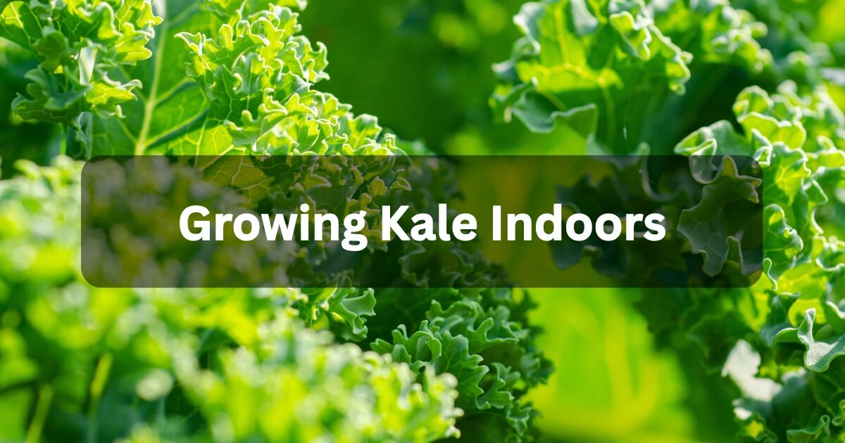 Growing kale indoors