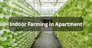 Indoor Farming In Apartment