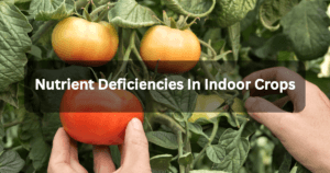Nutrient deficiencies in indoor crops