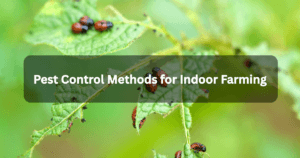 Pest Control Methods for Indoor Farming