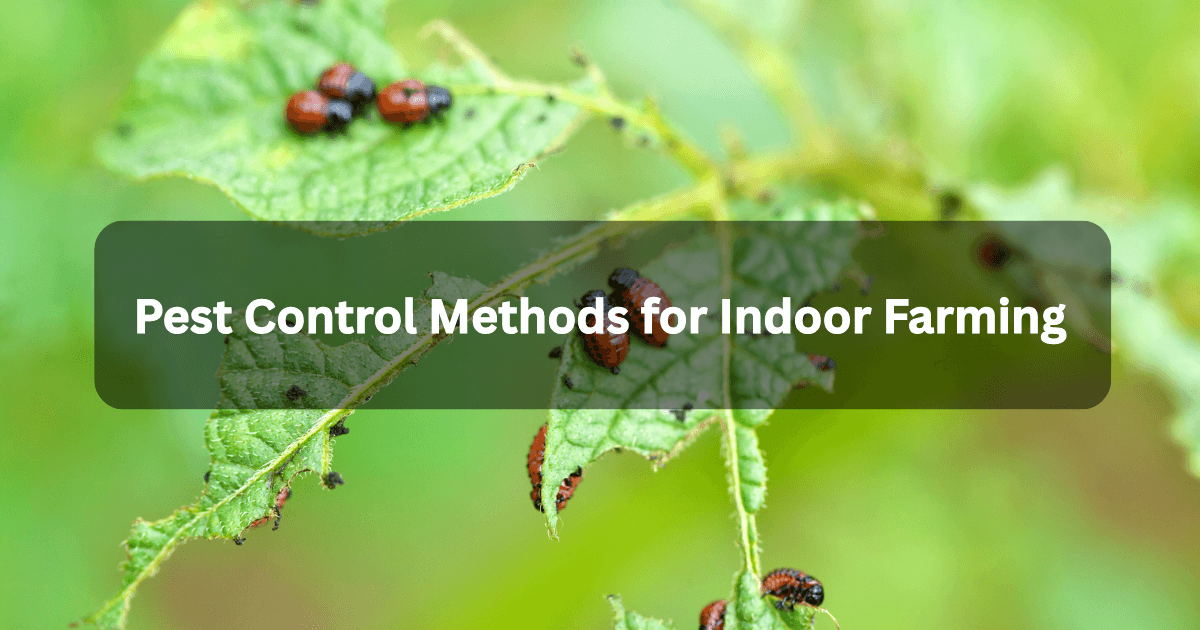 Pest Control Methods for Indoor Farming