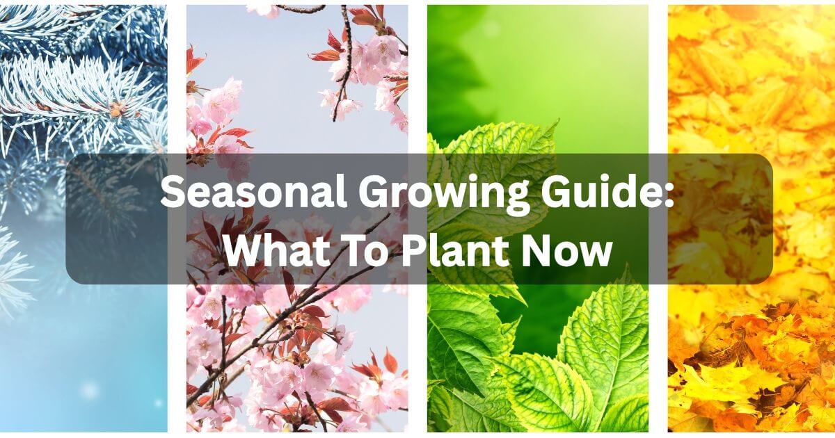 Seasonal Growing Guide: What to Plant Now for a Thriving Garden All ...